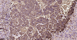 Chromogranin A Antibody in Immunohistochemistry (Paraffin) (IHC (P))