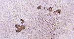Chromogranin A Antibody in Immunohistochemistry (Paraffin) (IHC (P))