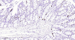 Chromogranin A Antibody in Immunohistochemistry (Paraffin) (IHC (P))
