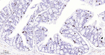 Chromogranin A Antibody in Immunohistochemistry (Paraffin) (IHC (P))