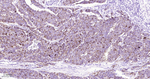 Chromogranin A Recombinant Rabbit Monoclonal Antibody (D11A7)
