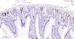 Chromogranin A Antibody in Immunohistochemistry (Paraffin) (IHC (P))