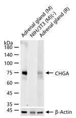 Chromogranin A Antibody in Western Blot (WB)