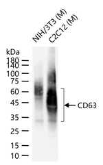 CD63 Recombinant Rabbit Monoclonal Antibody (6C14)