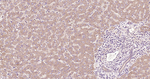 TBK1 Antibody in Immunohistochemistry (Paraffin) (IHC (P))