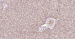 TBK1 Antibody in Immunohistochemistry (Paraffin) (IHC (P))