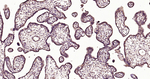 TBK1 Antibody in Immunohistochemistry (Paraffin) (IHC (P))