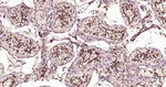 TBK1 Antibody in Immunohistochemistry (Paraffin) (IHC (P))