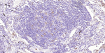 HO-1 Monoclonal Antibody (2G4)