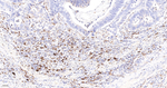 HO-1 Antibody in Immunohistochemistry (Paraffin) (IHC (P))