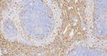 HO-1 Antibody in Immunohistochemistry (Paraffin) (IHC (P))