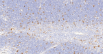 HO-1 Antibody in Immunohistochemistry (Paraffin) (IHC (P))