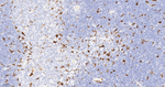 HO-1 Antibody in Immunohistochemistry (Paraffin) (IHC (P))