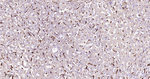 HO-1 Antibody in Immunohistochemistry (Paraffin) (IHC (P))