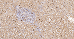 HO-1 Antibody in Immunohistochemistry (Paraffin) (IHC (P))