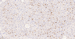 HO-1 Antibody in Immunohistochemistry (Paraffin) (IHC (P))