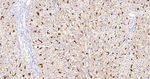 HO-1 Antibody in Immunohistochemistry (Paraffin) (IHC (P))
