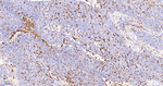 HO-1 Antibody in Immunohistochemistry (Paraffin) (IHC (P))