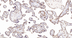 HO-1 Antibody in Immunohistochemistry (Paraffin) (IHC (P))