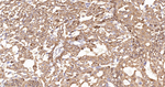 HO-1 Antibody in Immunohistochemistry (Paraffin) (IHC (P))