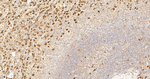 HO-1 Antibody in Immunohistochemistry (Paraffin) (IHC (P))