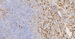 HO-1 Antibody in Immunohistochemistry (Paraffin) (IHC (P))