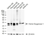 HO-1 Antibody in Western Blot (WB)