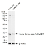 HO-1 Antibody in Western Blot (WB)