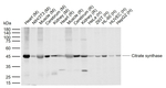 Citrate Synthase Monoclonal Antibody (C9H4)