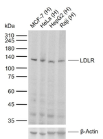 LDLR Monoclonal Antibody (3H7)