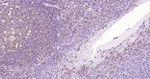 CD206 Antibody in Immunohistochemistry (Paraffin) (IHC (P))