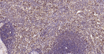 CD206 Antibody in Immunohistochemistry (Paraffin) (IHC (P))