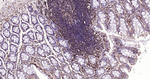 CD206 Antibody in Immunohistochemistry (Paraffin) (IHC (P))