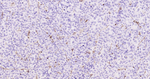 CD206 Antibody in Immunohistochemistry (Paraffin) (IHC (P))
