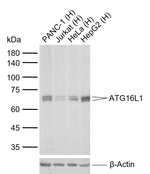 ATG16L1 Recombinant Rabbit Monoclonal Antibody (11E1)
