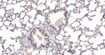 BAX Antibody in Immunohistochemistry (Paraffin) (IHC (P))