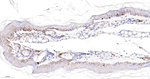 BAX Antibody in Immunohistochemistry (Paraffin) (IHC (P))
