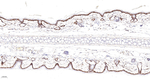 BAX Antibody in Immunohistochemistry (Paraffin) (IHC (P))