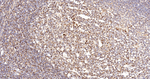 BAX Antibody in Immunohistochemistry (Paraffin) (IHC (P))