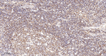 BAX Antibody in Immunohistochemistry (Paraffin) (IHC (P))