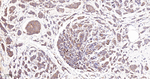 BAX Antibody in Immunohistochemistry (Paraffin) (IHC (P))