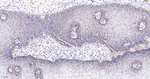 BAX Antibody in Immunohistochemistry (Paraffin) (IHC (P))