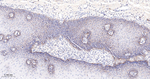 BAX Antibody in Immunohistochemistry (Paraffin) (IHC (P))