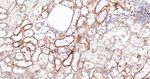BAX Antibody in Immunohistochemistry (Paraffin) (IHC (P))