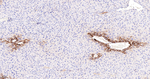 BAX Antibody in Immunohistochemistry (Paraffin) (IHC (P))