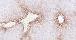 BAX Antibody in Immunohistochemistry (Paraffin) (IHC (P))