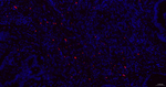 Granzyme B Recombinant Rabbit Monoclonal Antibody (H12A5)