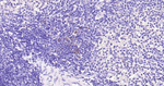 Granzyme B Antibody in Immunohistochemistry (Paraffin) (IHC (P))