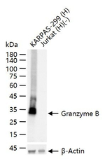 Granzyme B Antibody in Western Blot (WB)
