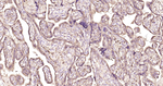 SERPINA3 Antibody in Immunohistochemistry (Paraffin) (IHC (P))